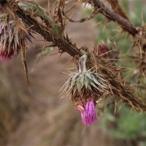 Carthamus lanatus at Dry Plain, NSW - 3 May 2024 by AndyRoo