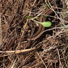 Acritoscincus duperreyi (Eastern Three-lined Skink) at Dry Plain, NSW - 3 May 2024 by AndyRoo