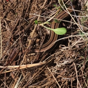 Ctenotus robustus at Dry Plain, NSW - 3 May 2024 by AndyRoo