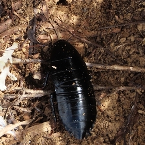 Platyzosteria melanaria (Common Eastern Litter Runner) at Dry Plain, NSW - 3 May 2024 by AndyRoo