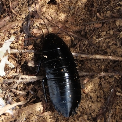 Platyzosteria melanaria (Common Eastern Litter Runner) at Dry Plain, NSW - 3 May 2024 by AndyRoo