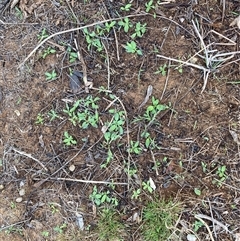 Echium plantagineum (Paterson's Curse) at Watson, ACT - 6 May 2025 by waltraud