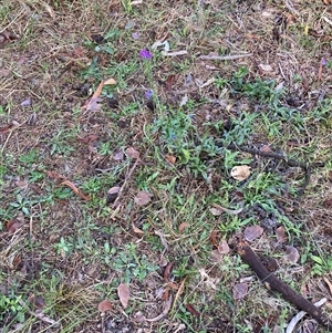 Echium plantagineum (Paterson's Curse) at Watson, ACT - 6 May 2025 by waltraud