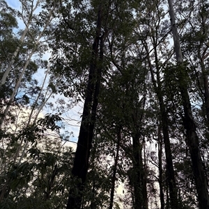 Corymbia intermedia at Caparra, NSW - 13 May 2025 03:46 PM