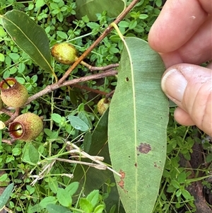 Corymbia intermedia at Caparra, NSW - 13 May 2025 03:46 PM