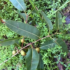Corymbia intermedia at Caparra, NSW - 13 May 2025 03:46 PM