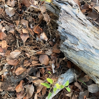 Pyrus calleryana (Callery Pear) at Watson, ACT - 12 May 2025 by waltraud