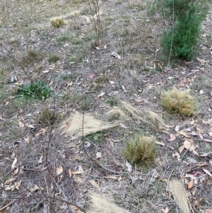 Nassella trichotoma (Serrated Tussock) at Watson, ACT - 13 May 2025 by waltraud