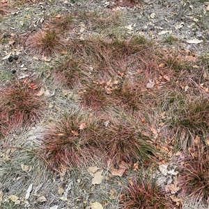 Nassella neesiana (Chilean Needlegrass) at Watson, ACT - 13 May 2025 by waltraud