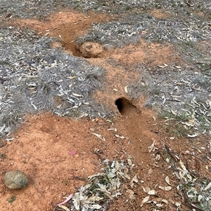 Oryctolagus cuniculus (European Rabbit) at Watson, ACT - 13 May 2025 by waltraud