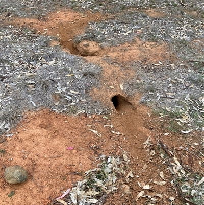 Oryctolagus cuniculus (European Rabbit) at Watson, ACT - 13 May 2025 by waltraud