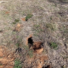 Oryctolagus cuniculus (European Rabbit) at Watson, ACT - Yesterday by waltraud