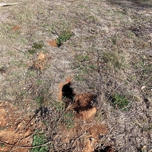 Oryctolagus cuniculus (European Rabbit) at Watson, ACT - Yesterday by waltraud
