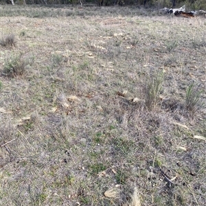 Nassella trichotoma (Serrated Tussock) at Watson, ACT - Yesterday by waltraud