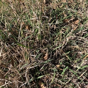 Phalaris aquatica (Phalaris, Australian Canary Grass) at Watson, ACT - Yesterday by waltraud