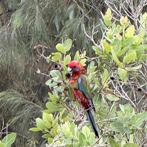 Platycercus elegans at Bucketty, NSW - Today by MartinPredavec