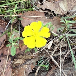 Hibbertia obtusifolia at Bucketty, NSW - Today by MartinPredavec