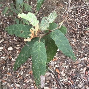 Lasiopetalum ferrugineum at Bucketty, NSW - Today by MartinPredavec