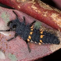 Harmonia conformis (Common Spotted Ladybird) at Flynn, ACT - Yesterday by kasiaaus