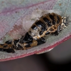 Harmonia conformis at Flynn, ACT - 14 May 2025 03:47 PM