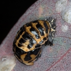 Harmonia conformis at Flynn, ACT - 14 May 2025 03:47 PM