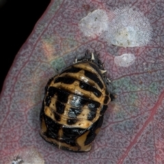 Harmonia conformis at Flynn, ACT - 14 May 2025 03:47 PM