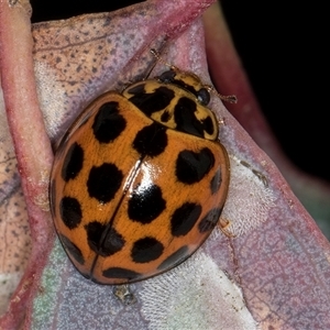 Harmonia conformis (Common Spotted Ladybird) at Flynn, ACT - Yesterday by kasiaaus