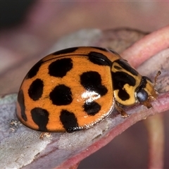 Harmonia conformis at Flynn, ACT - 14 May 2025 03:46 PM