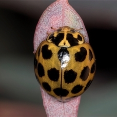 Harmonia conformis at Flynn, ACT - 14 May 2025 03:46 PM