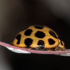 Harmonia conformis at Flynn, ACT - 14 May 2025 03:46 PM