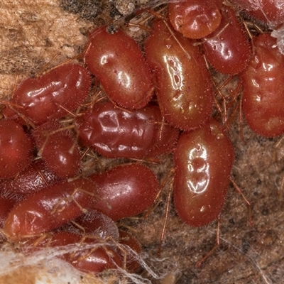 Rainbowia sp. (genus) (A mite) at Flynn, ACT - 14 May 2025 by kasiaaus