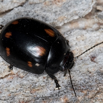 Paropsisterna octosignata (Eucalyptus leaf beetle) at Flynn, ACT - Yesterday by kasiaaus