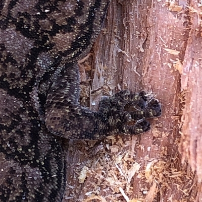 Christinus marmoratus at Crowther, NSW - 15 May 2025 by Frecko