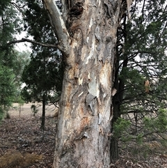 Eucalyptus globulus subsp. bicostata at Crowther, NSW - 14 May 2025 by Frecko