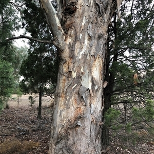 Eucalyptus melliodora at Ghan, NT - Yesterday by Frecko
