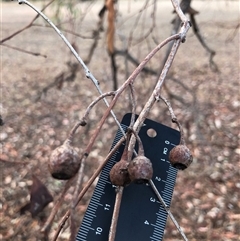 Eucalyptus sideroxylon (Mugga Ironbark) at Crowther, NSW - 14 May 2025 by Frecko
