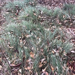 Lomandra longifolia at Crowther, NSW - 14 May 2025 by Frecko
