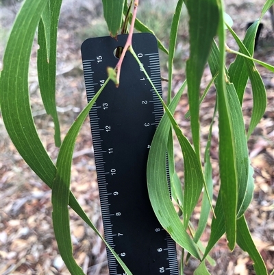 Acacia implexa (Hickory Wattle, Lightwood) at Crowther, NSW - 14 May 2025 by Frecko