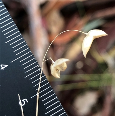 Unverified Orchid at Crowther, NSW - 14 May 2025 by Frecko