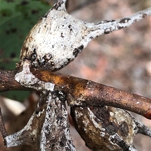 Unverified Scale insect or Mealybug (Hemiptera, Coccoidea) at Ghan, NT - Yesterday by Frecko