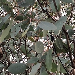 Eucalyptus polyanthemos (Red Box) at Crowther, NSW - 14 May 2025 by Frecko