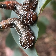 Lophyrotoma sp. (genus) at Crowther, NSW - 14 May 2025 by Frecko