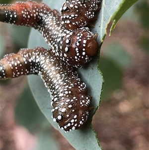Unverified Moth (Lepidoptera) at Ghan, NT - Yesterday by Frecko