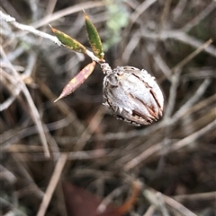 Leucopogon virgatus at Crowther, NSW - 14 May 2025 by Frecko