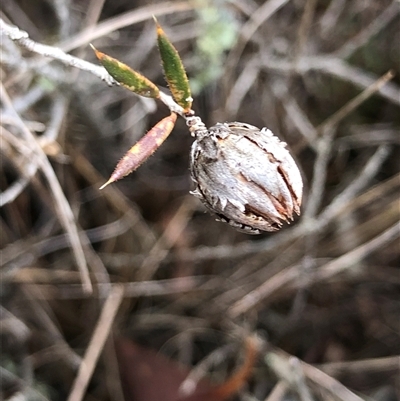 Leucopogon virgatus at Crowther, NSW - 14 May 2025 by Frecko
