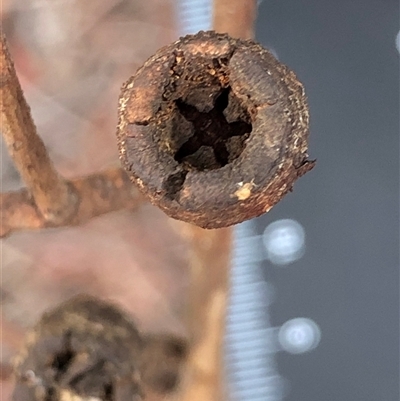 Eucalyptus sideroxylon (Mugga Ironbark) at Crowther, NSW - 14 May 2025 by Frecko