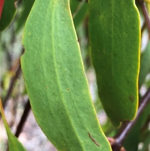 Amyema miquelii at Ghan, NT - Yesterday by Frecko