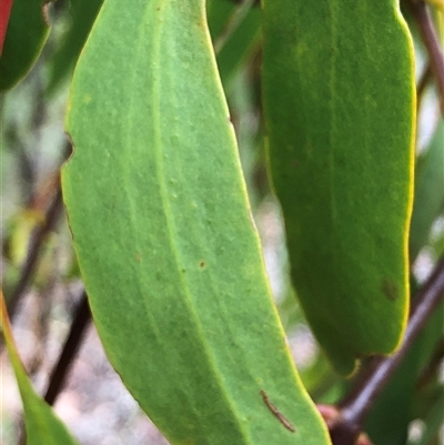 Amyema miquelii (Box Mistletoe) at Crowther, NSW - 14 May 2025 by Frecko