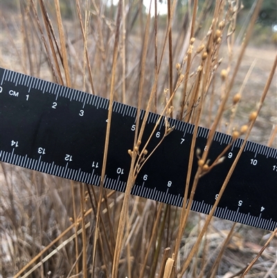 Juncus remotiflorus (Diffuse Rush) at Crowther, NSW - 14 May 2025 by Frecko