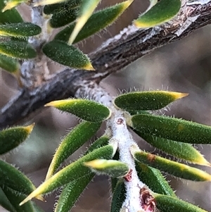 Lissanthe strigosa subsp. subulata at Ghan, NT - Yesterday by Frecko